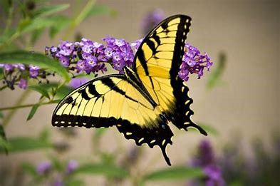 Yellow Monarch Butterfly Yellow Monarch Butterfly